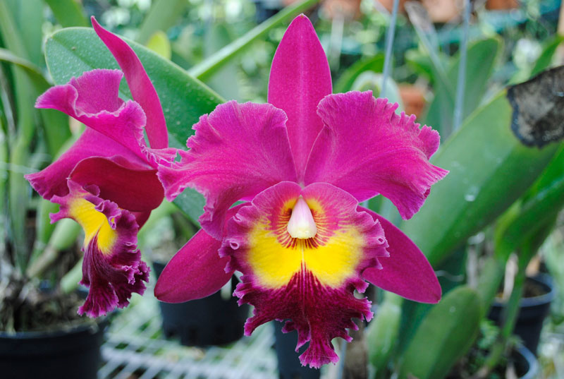 Tuyệt chiêu kích thích lan Cattleya chóng ra hoa