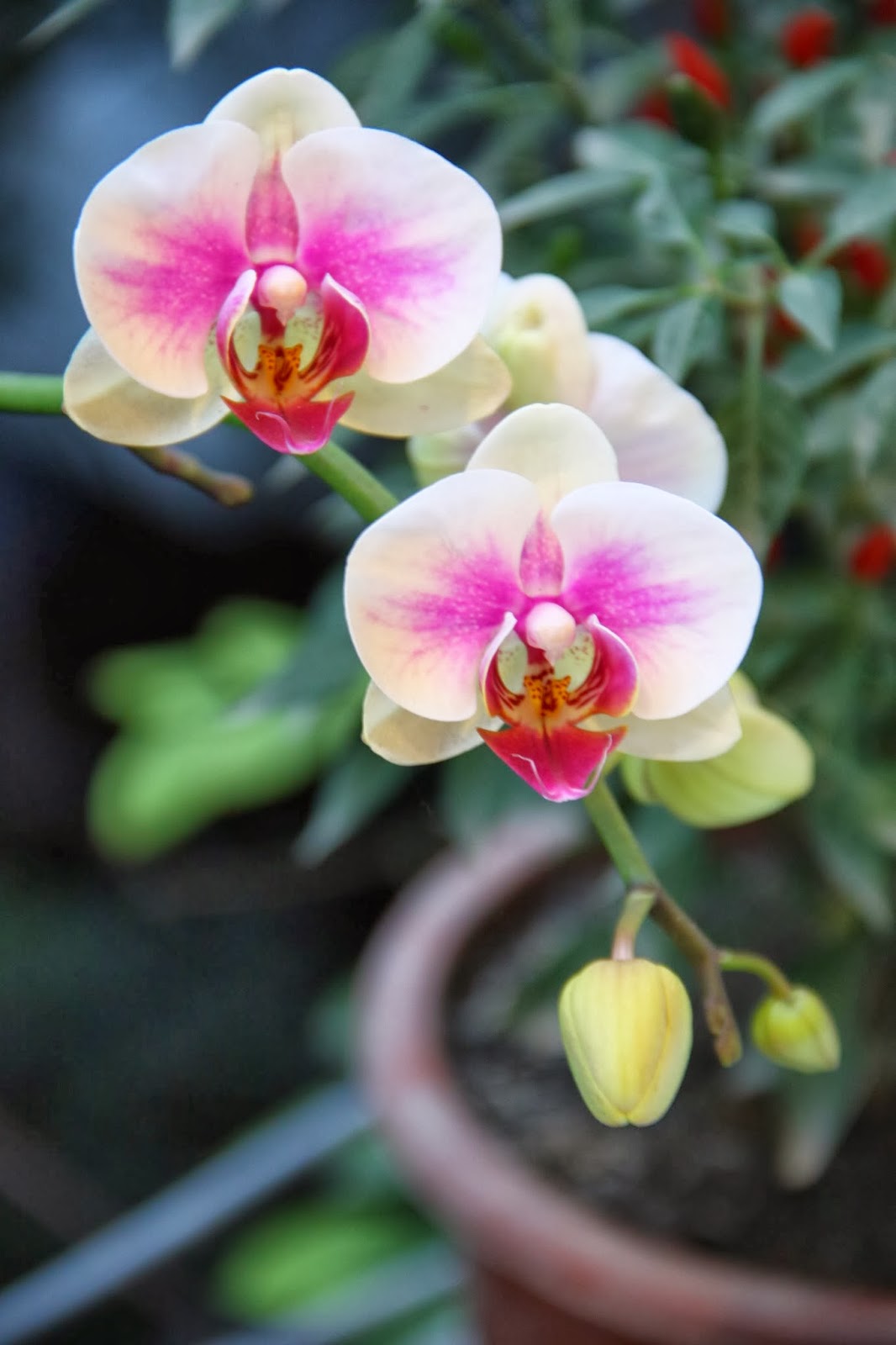 Mẹo chăm sóc lan Hô điệp