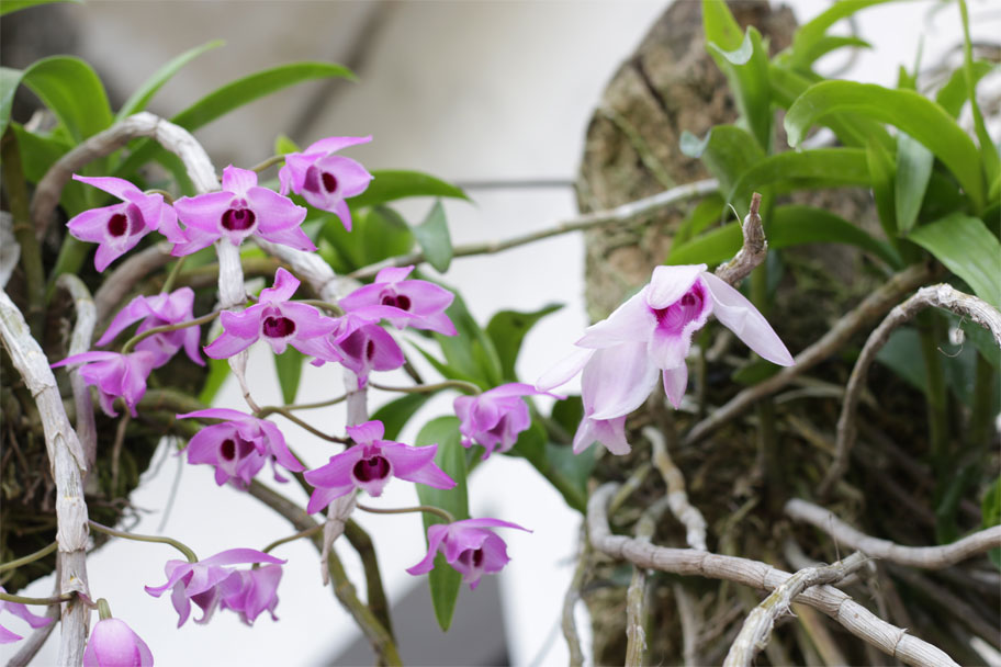 Lan trầm Dendrobium Nestor