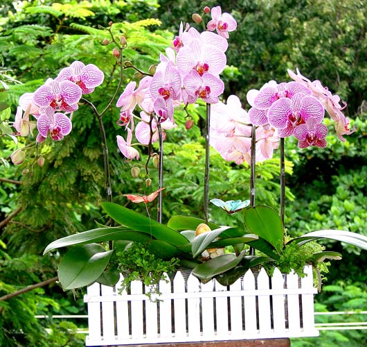 Đánh giá sự phát triển và suy thoái của cây lan