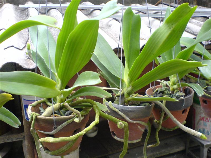 Những dụng cụ trồng lan cần thiết