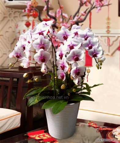 Cách chọn hoa lan cho phòng làm việc