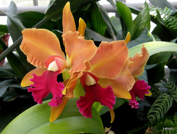 Kinh nghiệm trồng lan Cattleya