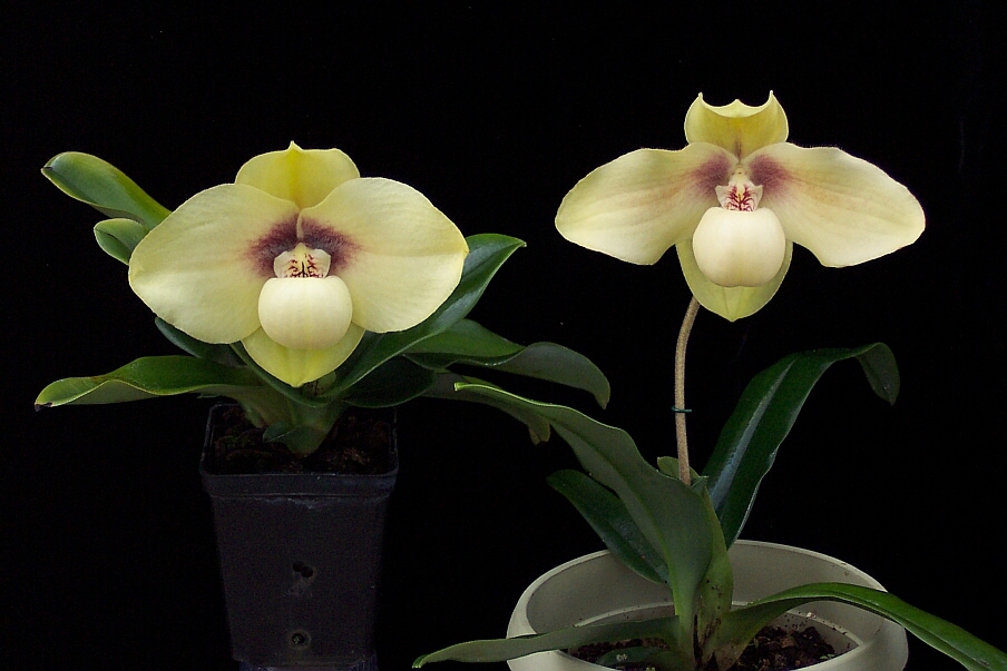 Kinh nghiệm trồng lan hài