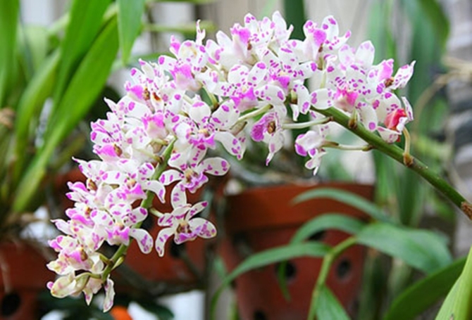 Kỹ thuật trồng lan Đai châu miền nam