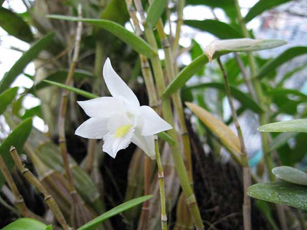 Tuyệt chiêu trồng và chăm sóc lan Bạch câu