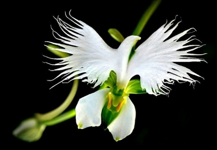 Hình ảnh hoa lan đẹp ý nghĩa về loài hoa lan