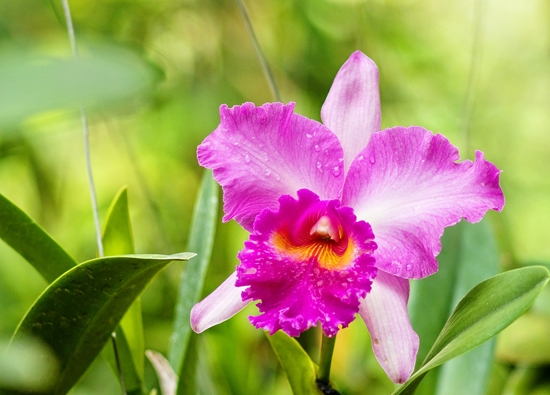 Chăm sóc lan Cattleya nở hoa đúng dịp tết