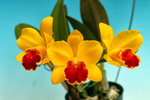 Kinh nghiệm trông để có chậu lan Cattleya đẹp