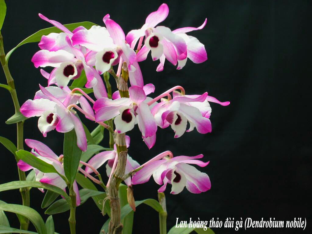 Kỹ thuật trồng lan Dendrobium Nobile