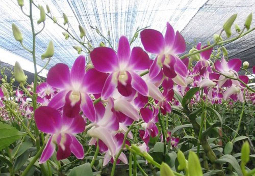 Kết quả hình ảnh cho Hoa Lan Dendro