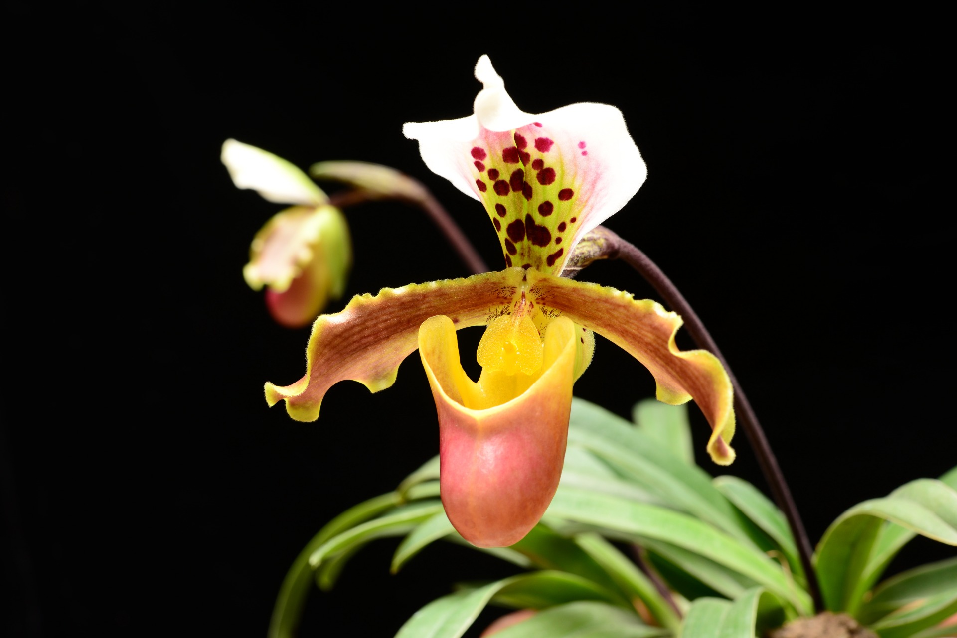 Tổng quan hình thái học thực vật lan hài