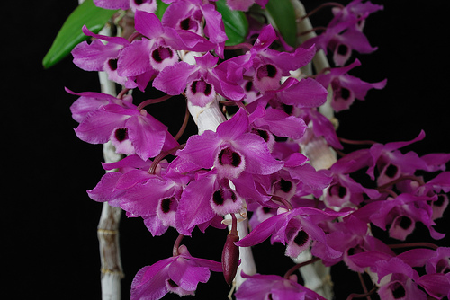 Nhận biết lan rừng 