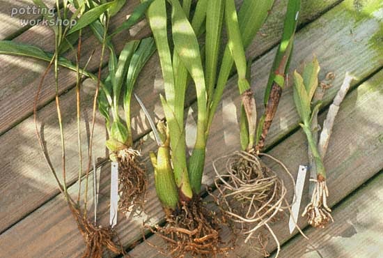 Trồng lan trơ rễ