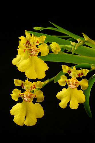 Bí quyết giúp lan Vũ Nữ ra hoa đúng dịp tết