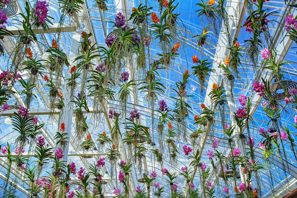 Xử lý 10 vấn đề khi lan chậm ra rễ, cháy đầu rễ