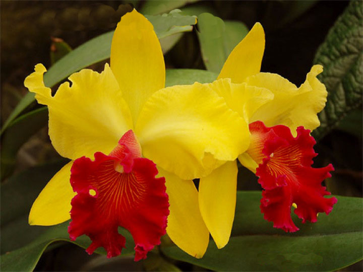 3 mẹo trồng lan Cattleya hữu ích