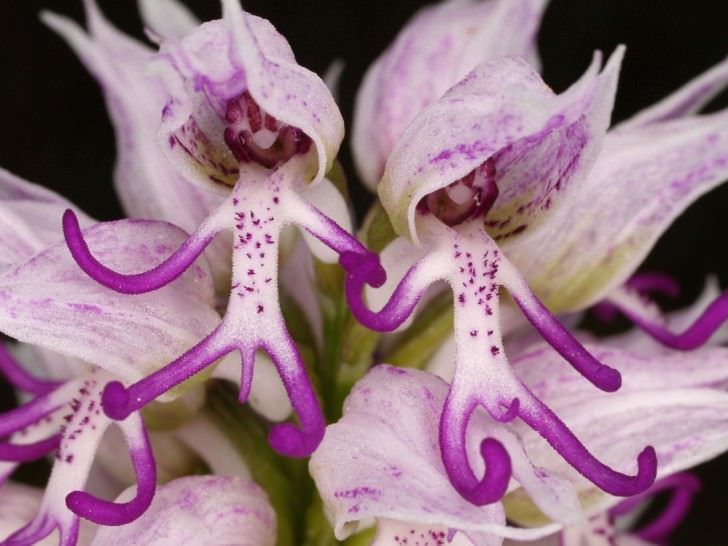100 hình nền hoa lan đẹp nhất lung linh nhất dành tặng cho bạn   thptlamnghiepeduvn