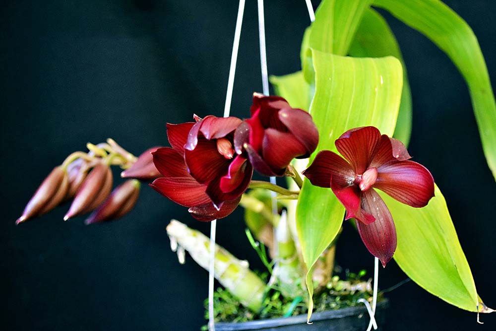 Hướng dẫn cách chăm sóc thay chậu lan thiên nga 