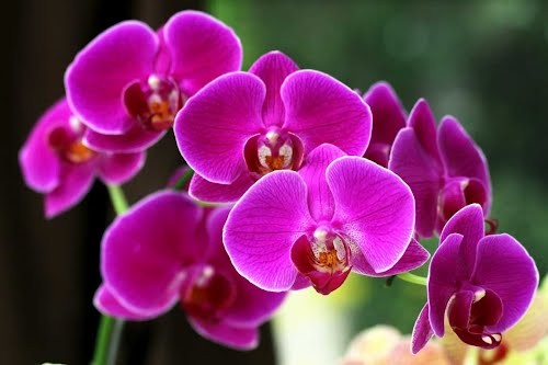 Kinh nghiệm trồng lan Hồ điệp nuôi cấy mô từ cây giống