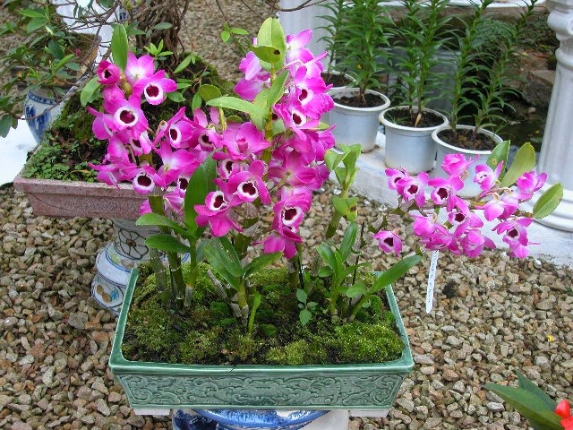 Trồng lan tại nhà