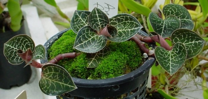 Kỹ thuật trồng và chăm sóc Lan Gấm