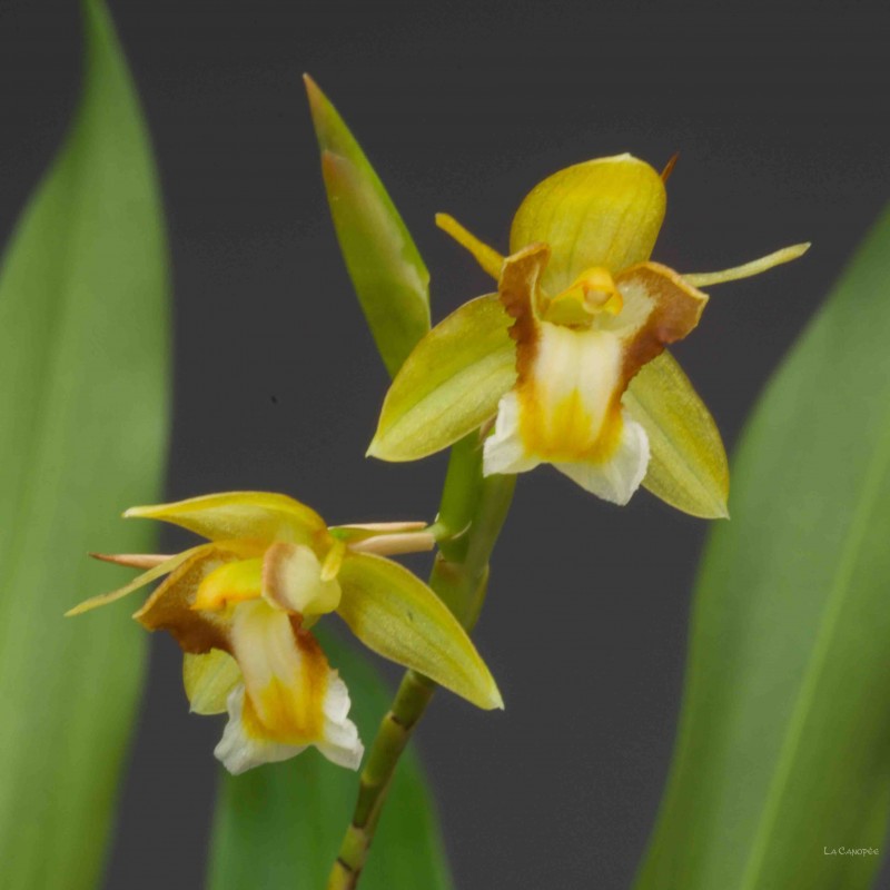 TÌNH YÊU LAN 4 - Page 93 Coelogyne%20prolifera