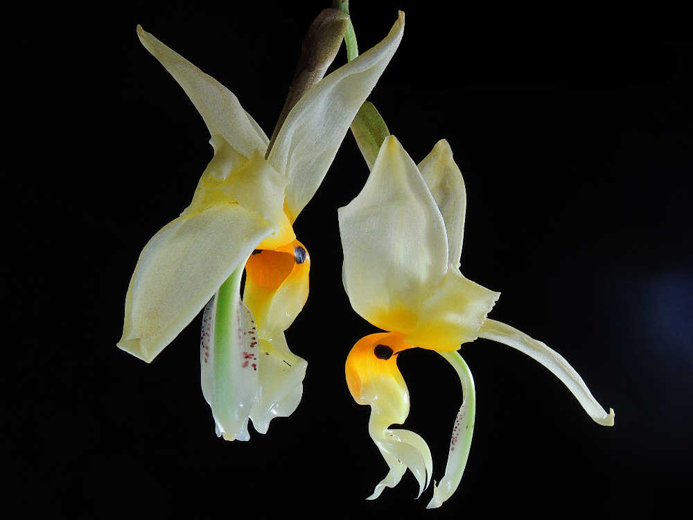 Hoa lan Stanhopea - Lan hình chim độc đáo