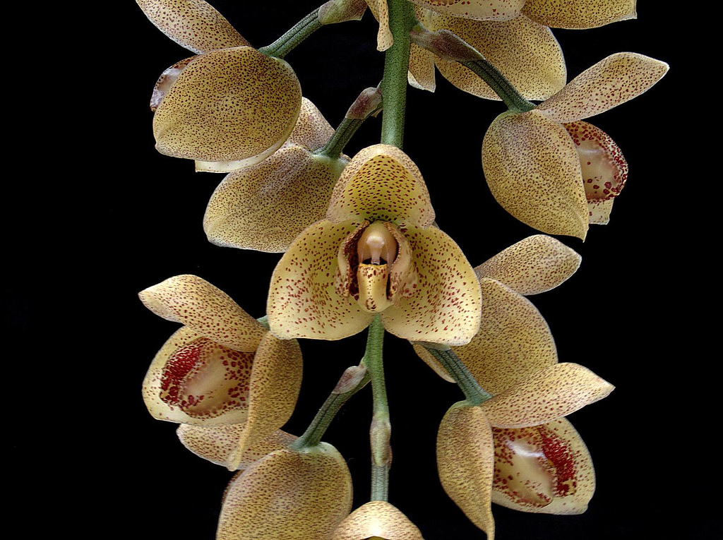 Hoa phong lan Acineta superba - Vườn Phong Lan