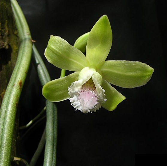 Lan Vani không lá - Vanilla aphylla