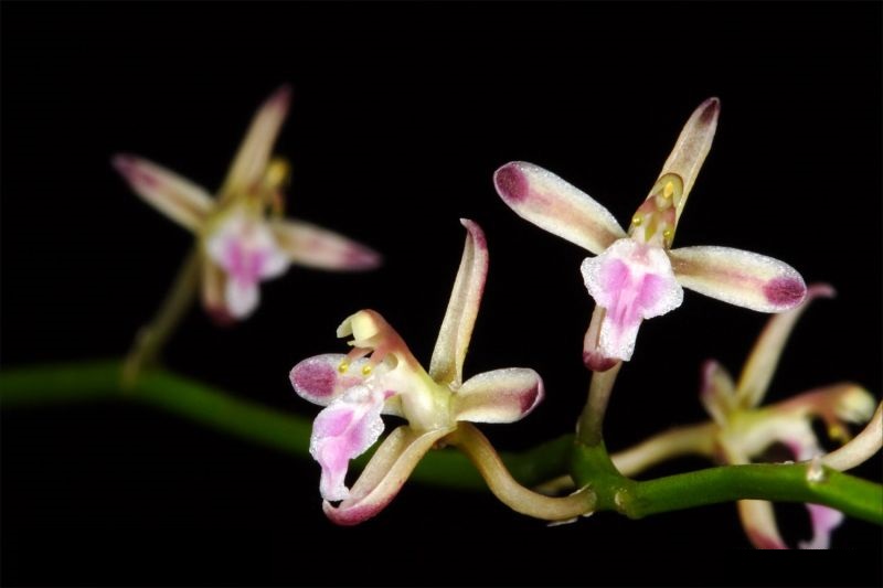 Acriopsis javanica - Lan tổ yến