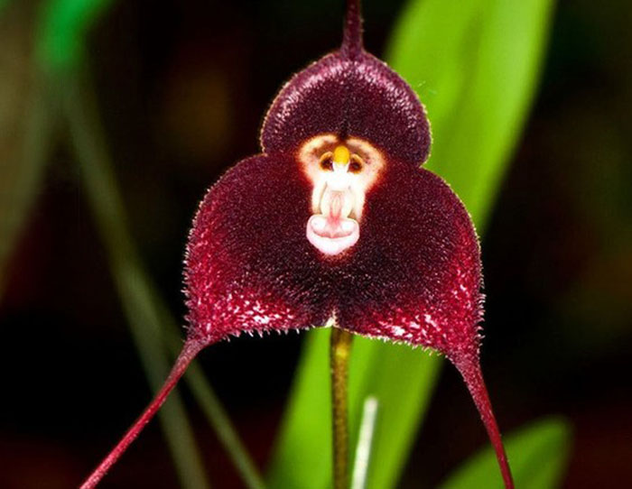 Hoa lan khỉ - Dracula Simia