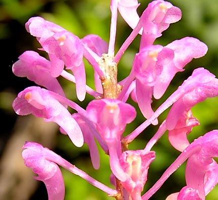 Giáng hương hồng nhạn