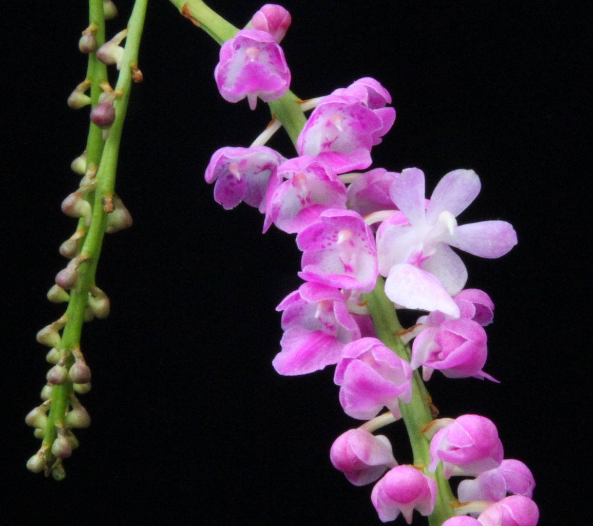 Giáng hương hồng