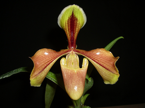 Lan hài vàng Paphiopedilum villosum