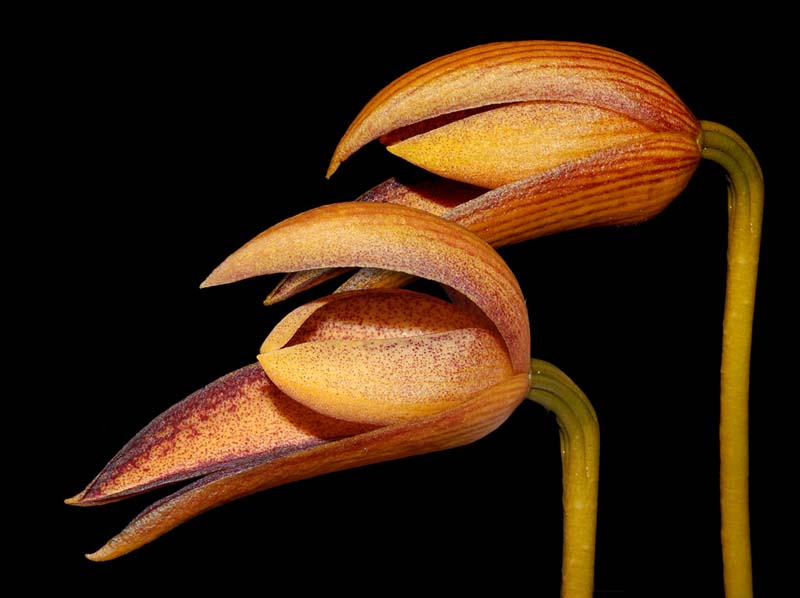Lan hành hiệp - Bulbophyllum hiepii