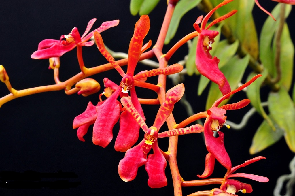 Lan phượng vĩ Bắc - Renanthera coccinea