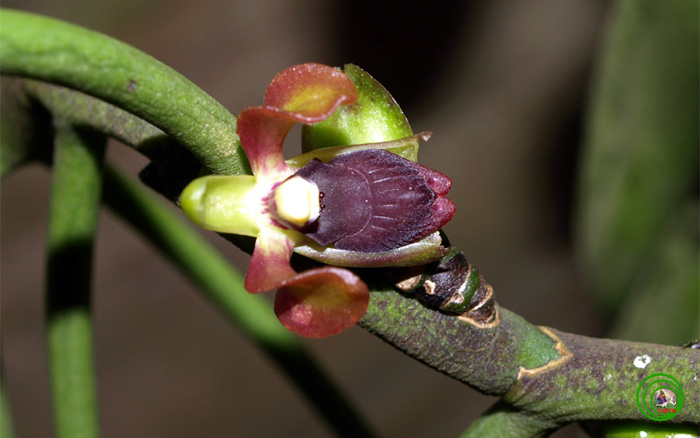 Lan san hô nhện - Luisia antennifera