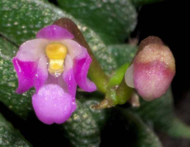 Lan trứng bướm bò cạp - Schoenorchis scolopendria
