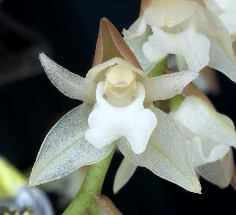 Lan tục đoạn tàu - Pholidota chinensis