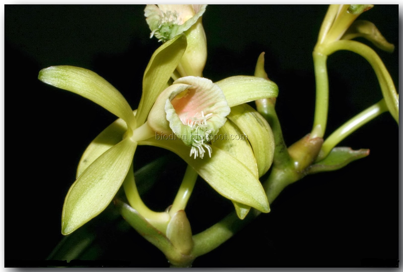 Phong lan Vani rừng - Miguelia somae