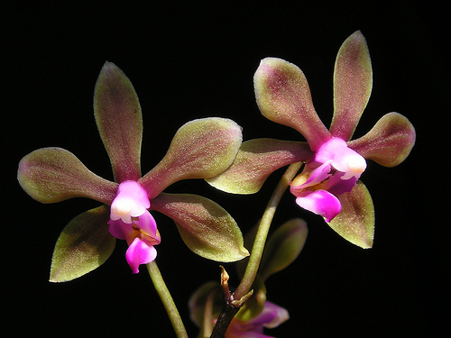 Lan hồ điệp