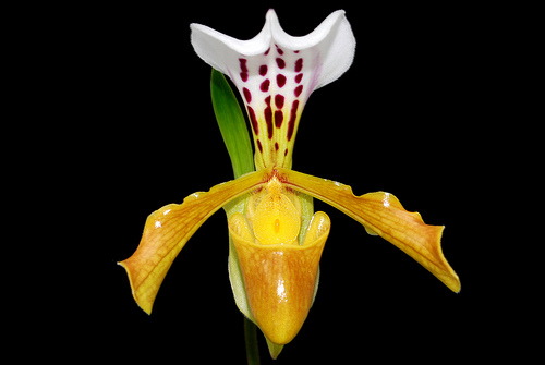 Vệ hài cánh vàng