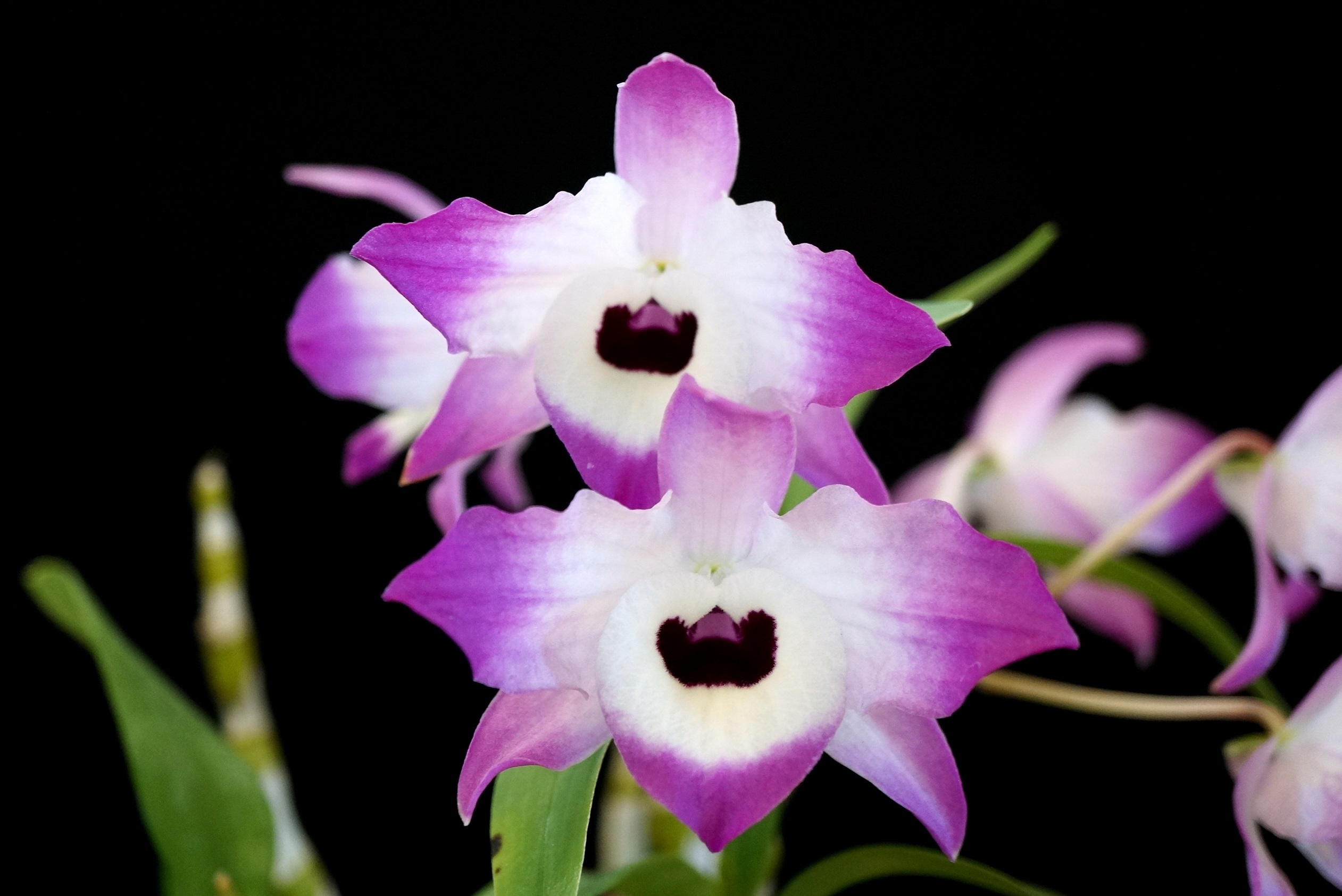 Hoàng thảo Đùi gà - Dendrobium nobile