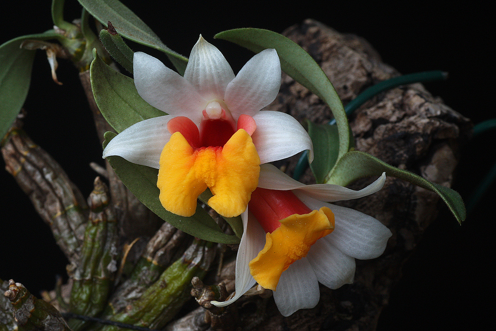 Hoàng thảo hỏa hoàng