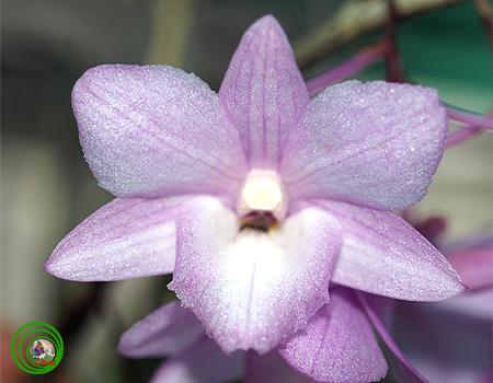 Hoàng thảo tích tụ