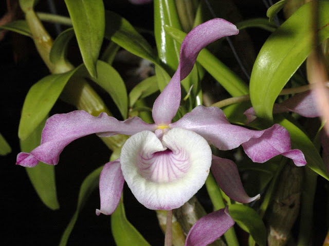 Hoàng thảo xoắn Dendrobium tortile Lindl