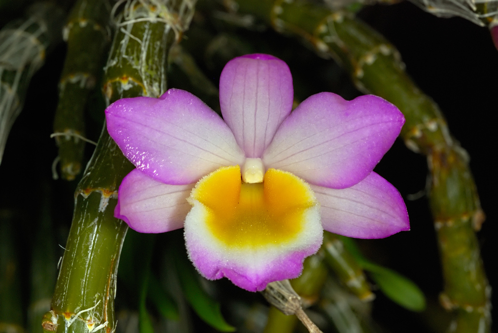 Hoàng thảo Long tu đá