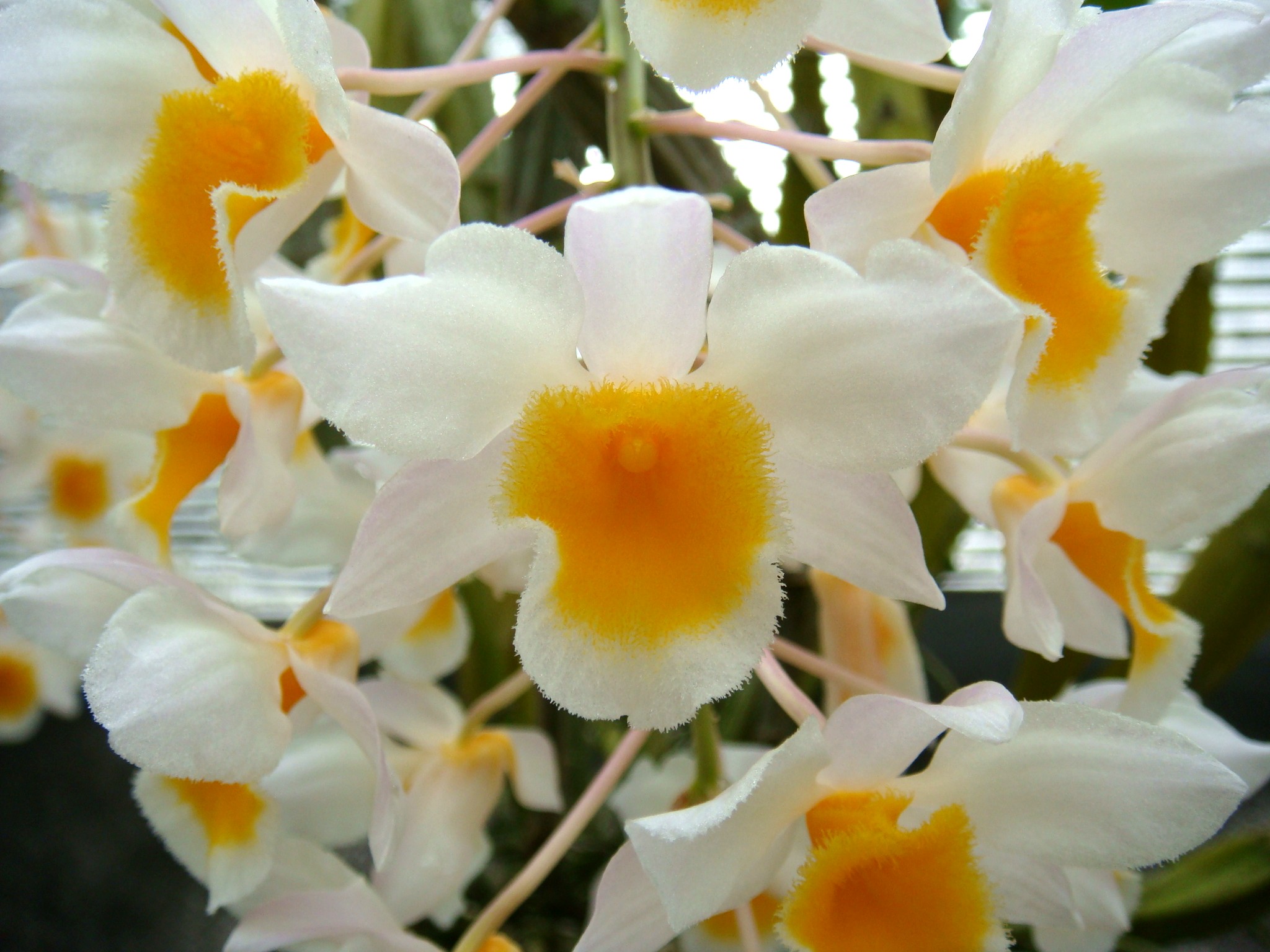 Thủy tiên trắng - Dendrobium farmeri