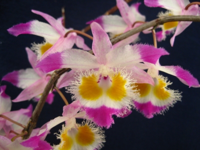 Hoàng thảo tam bảo sắc